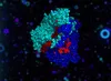 We have successfully engineered a diverse range enzymes, encompassing monooxygenases, esterases, ligases, T7 RNA polymerase, Bst DNA polymerase, and Taq DNA polymerase. With more than 30 proprietary intellectual property rights, we showcase our robust capabilities in enzyme engineering.