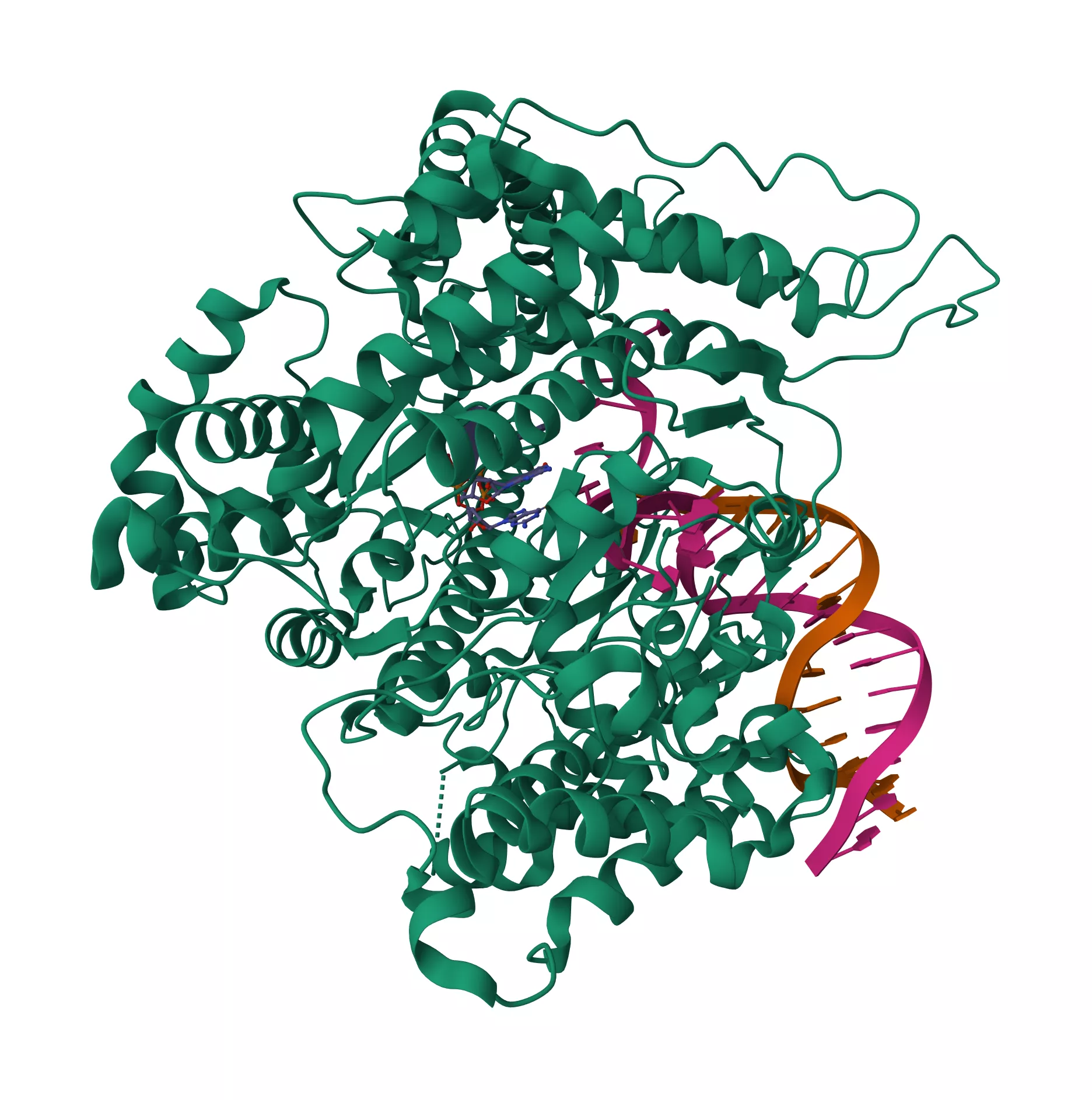 Case 1 Reducing T7 RNA polymerase dsRNA by-products