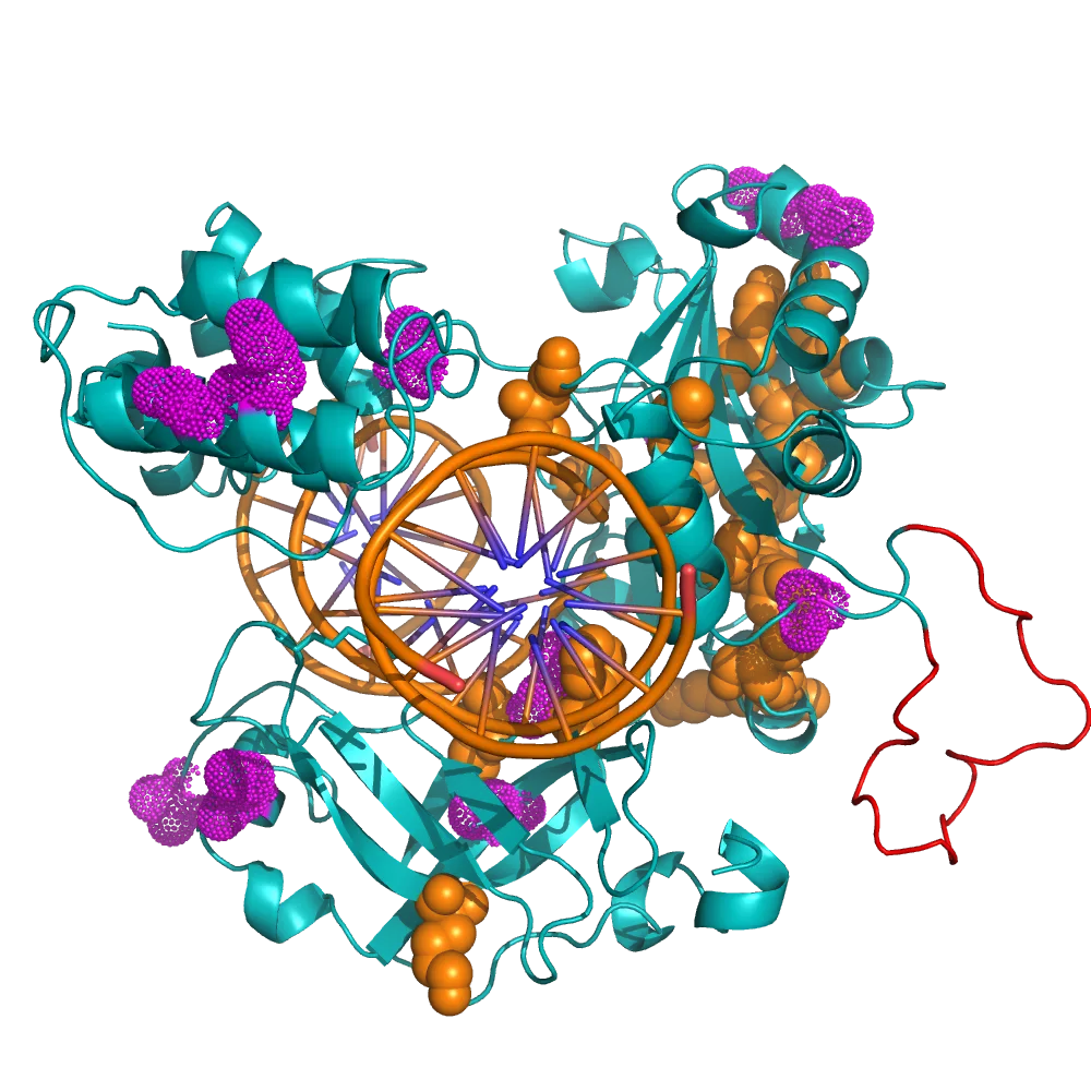 Case 2 Enhancing stability and reducing adapter-adapter ligation of T4 DNA Ligase